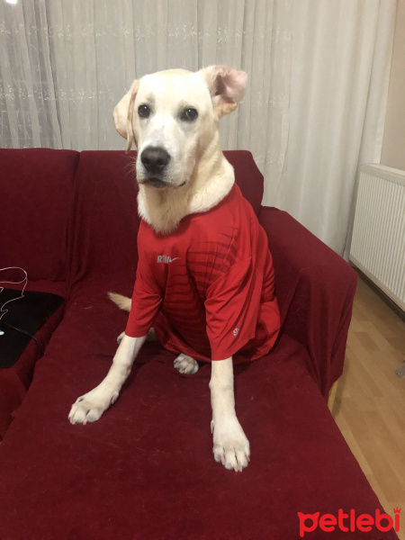 Labrador Retriever, Köpek  Zeus fotoğrafı