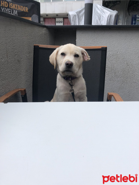 Labrador Retriever, Köpek  Zeus fotoğrafı