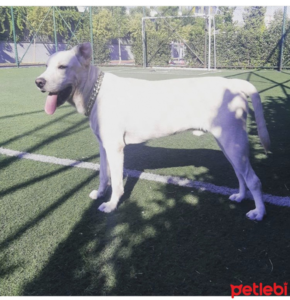 Labrador Retriever, Köpek  Zeus fotoğrafı