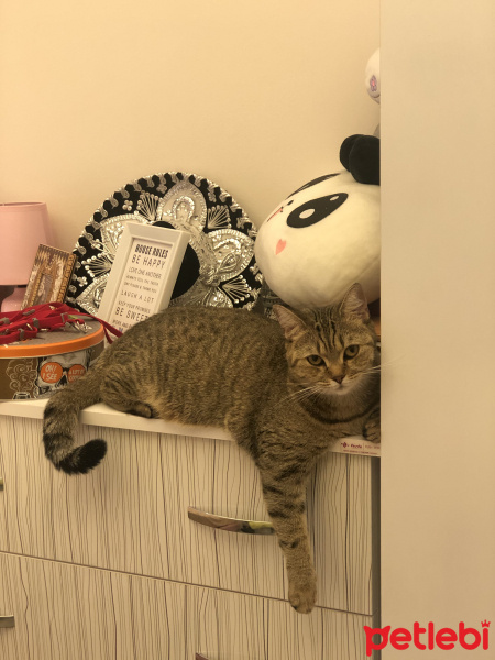 British Shorthair, Kedi  Badem fotoğrafı