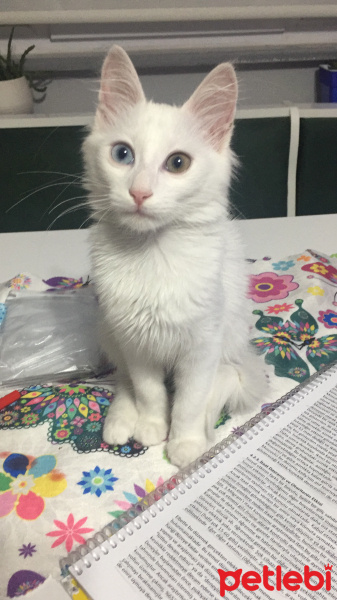 Van Kedisi, Kedi  Sütlaç fotoğrafı