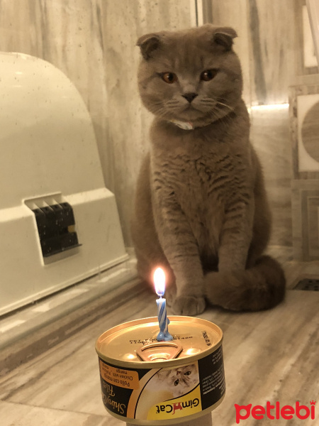 Scottish Fold, Kedi  Patty fotoğrafı