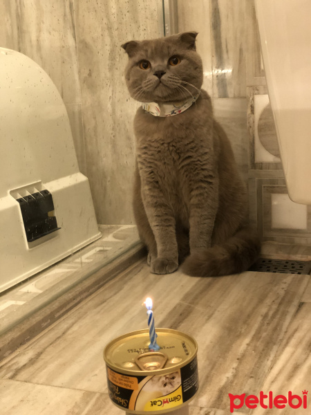 Scottish Fold, Kedi  Patty fotoğrafı