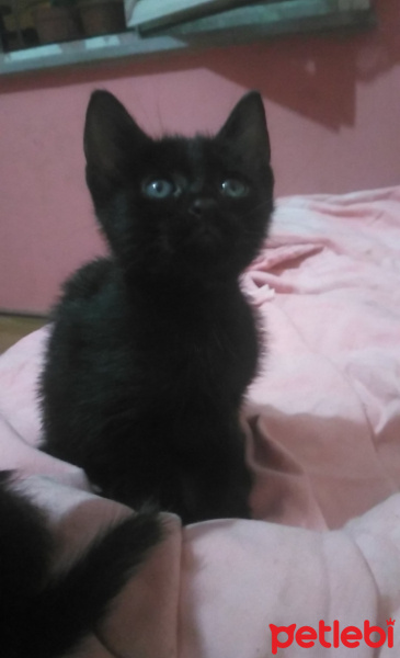 Bombay, Kedi  Paşa fotoğrafı