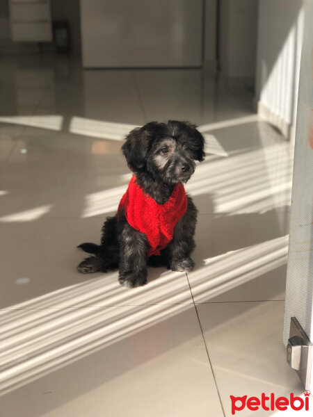 Maltese, Köpek  Sirius fotoğrafı