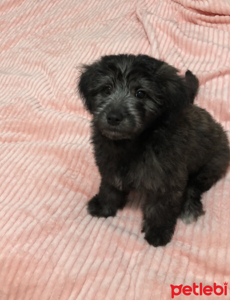 Maltese, Köpek  Sirius fotoğrafı