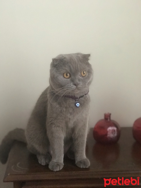 Scottish Fold, Kedi  Lila fotoğrafı