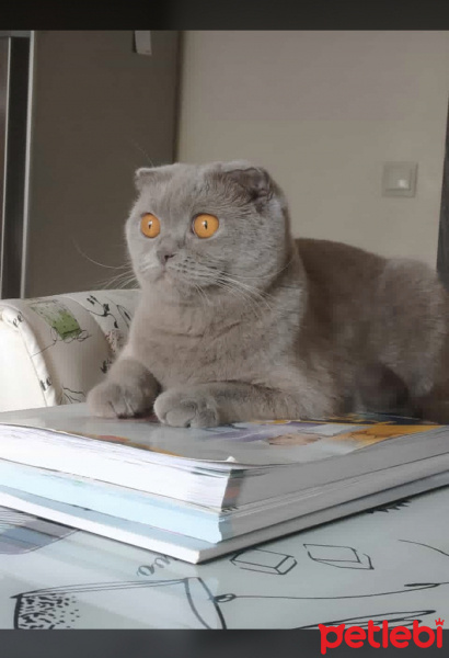 Scottish Fold, Kedi  Lila fotoğrafı