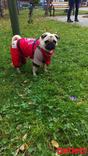 Pug, Köpek  Oscar fotoğrafı