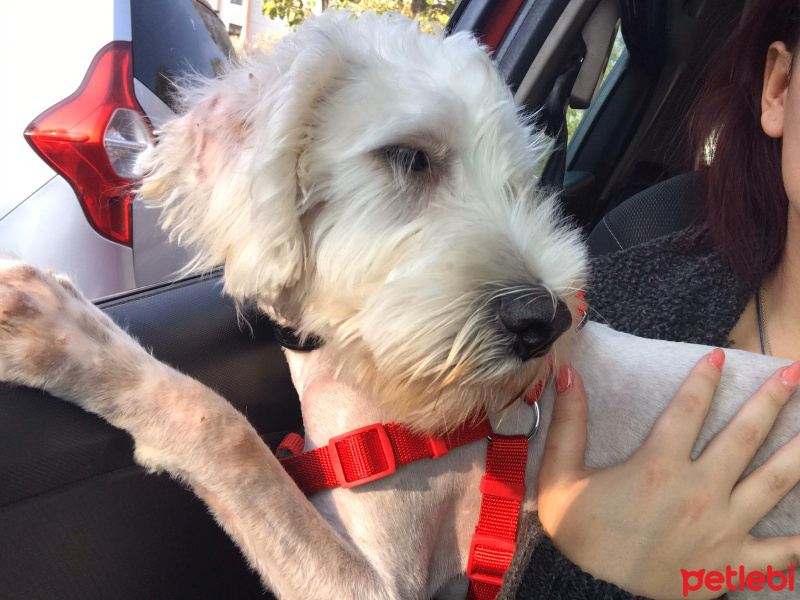 West Highland White Terrier, Köpek  Charles fotoğrafı