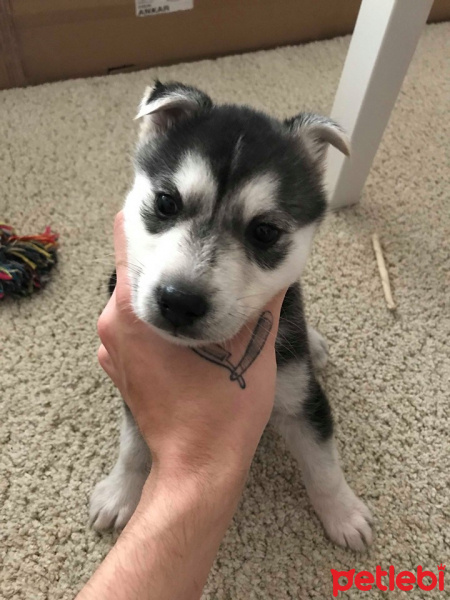 Sibirya Kurdu (Husky), Köpek  Ivar fotoğrafı