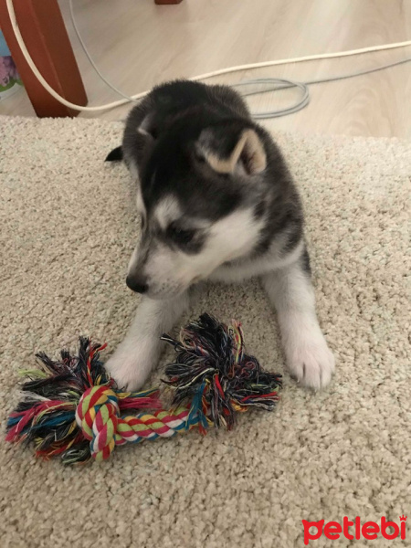 Sibirya Kurdu (Husky), Köpek  Ivar fotoğrafı