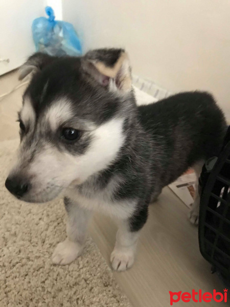 Sibirya Kurdu (Husky), Köpek  Ivar fotoğrafı