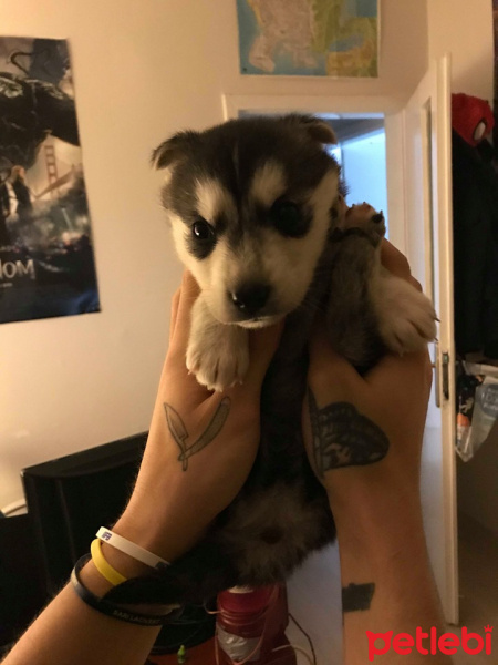 Sibirya Kurdu (Husky), Köpek  Ivar fotoğrafı