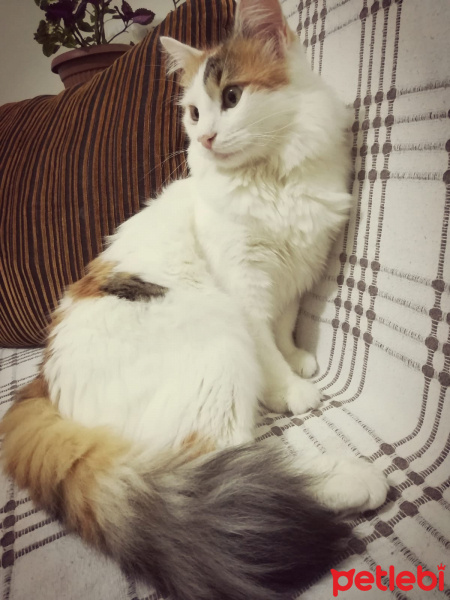 Ragdoll, Kedi  Lena fotoğrafı