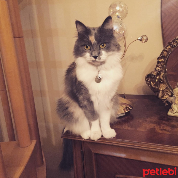 Ankara Kedisi, Kedi  Zarife fotoğrafı