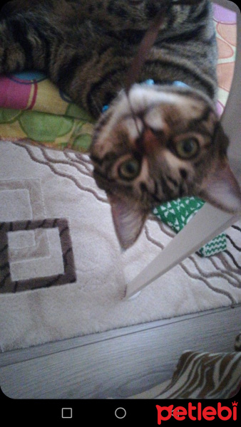 Tekir Kedi, Kedi  messi fotoğrafı