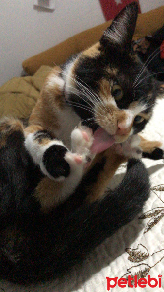 Tekir Kedi, Kedi  Karamel fotoğrafı