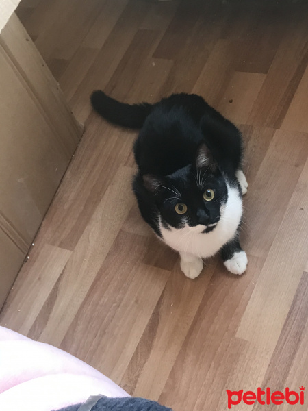 Tekir Kedi, Kedi  Zeytin fotoğrafı