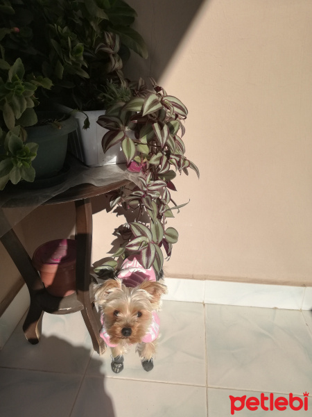 Yorkshire Terrier, Köpek  Çakıl fotoğrafı