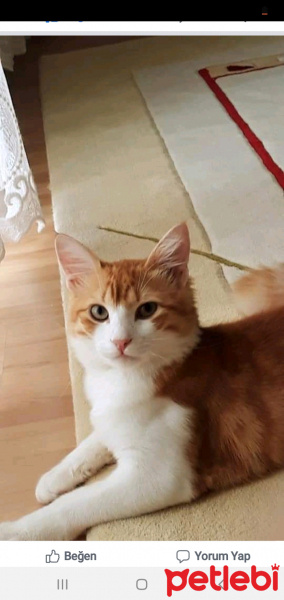 Tekir Kedi, Kedi  Tarcin fotoğrafı