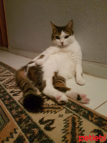 Tekir Kedi, Kedi  mutlu fotoğrafı