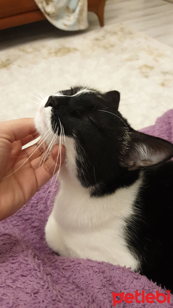 Tekir Kedi, Kedi  Çekirdek fotoğrafı