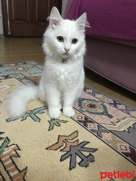 Ankara Kedisi, Kedi  Pamuk fotoğrafı