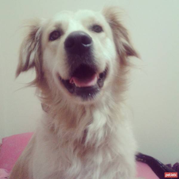 Golden Retriever, Köpek  peri fotoğrafı