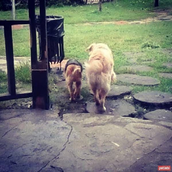 Golden Retriever, Köpek  peri fotoğrafı