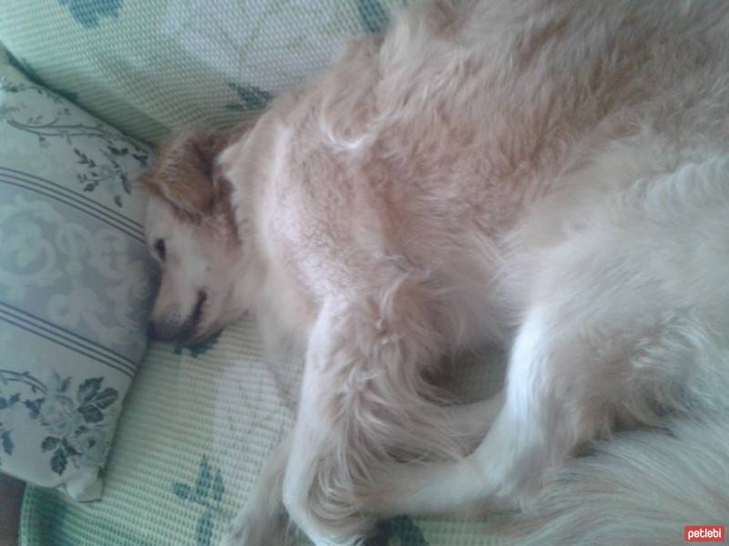 Golden Retriever, Köpek  peri fotoğrafı