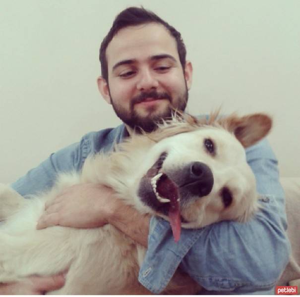 Golden Retriever, Köpek  peri fotoğrafı