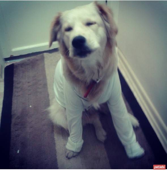 Golden Retriever, Köpek  peri fotoğrafı