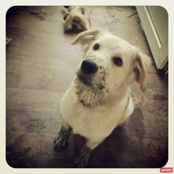 Golden Retriever, Köpek  peri fotoğrafı