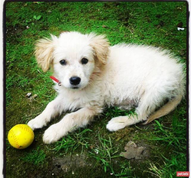 Golden Retriever, Köpek  peri fotoğrafı