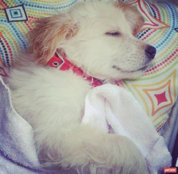 Golden Retriever, Köpek  peri fotoğrafı