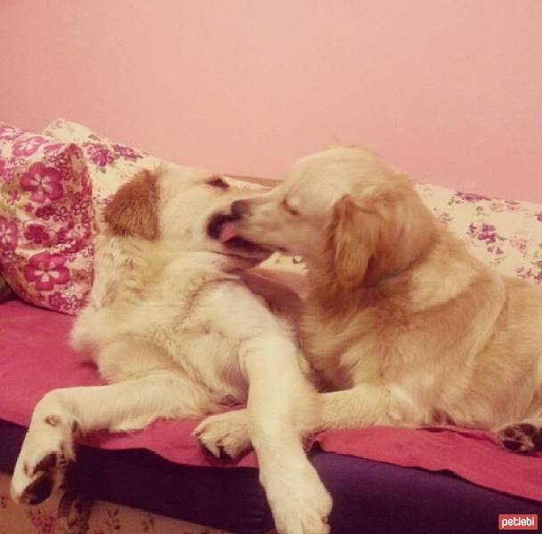 Golden Retriever, Köpek  peri fotoğrafı