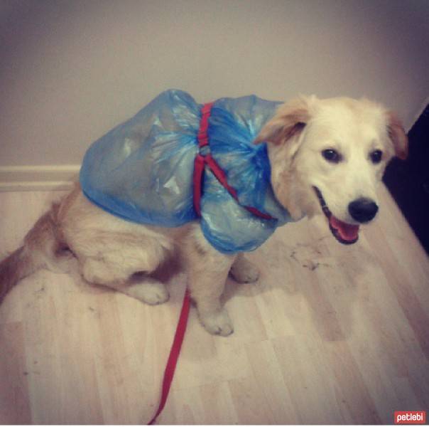 Golden Retriever, Köpek  peri fotoğrafı