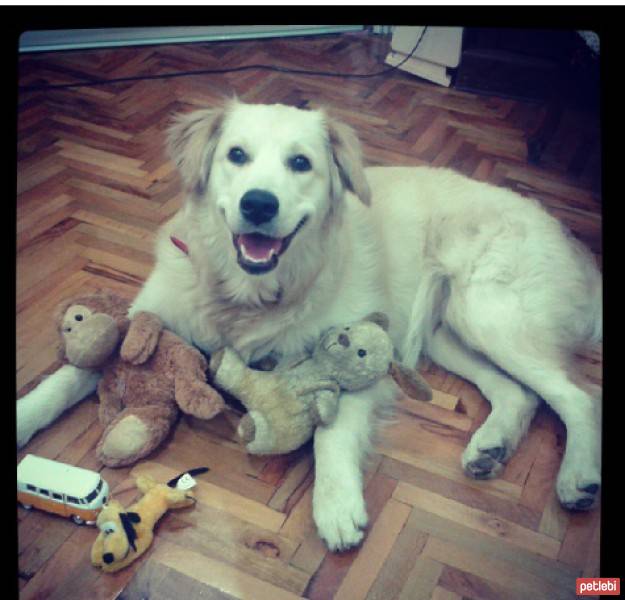 Golden Retriever, Köpek  peri fotoğrafı