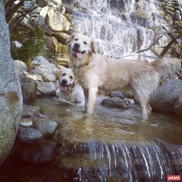 Golden Retriever, Köpek  peri fotoğrafı