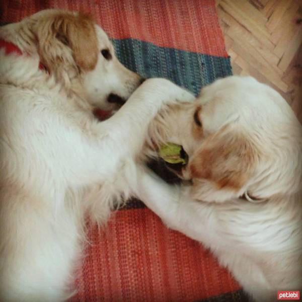 Golden Retriever, Köpek  peri fotoğrafı