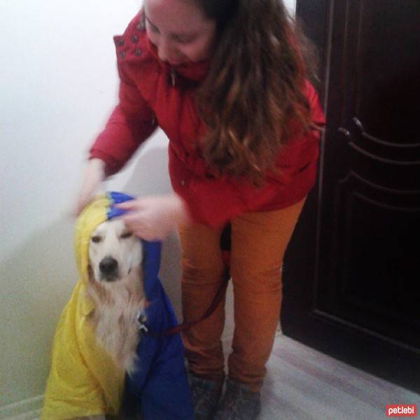 Golden Retriever, Köpek  peri fotoğrafı