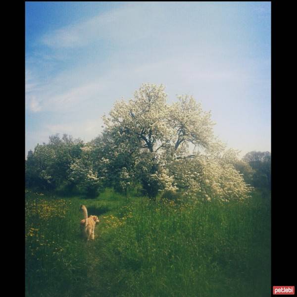 Golden Retriever, Köpek  peri fotoğrafı