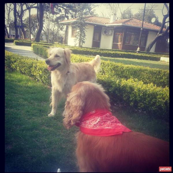 Golden Retriever, Köpek  peri fotoğrafı