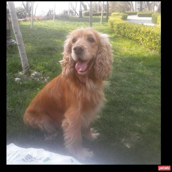 Golden Retriever, Köpek  peri fotoğrafı