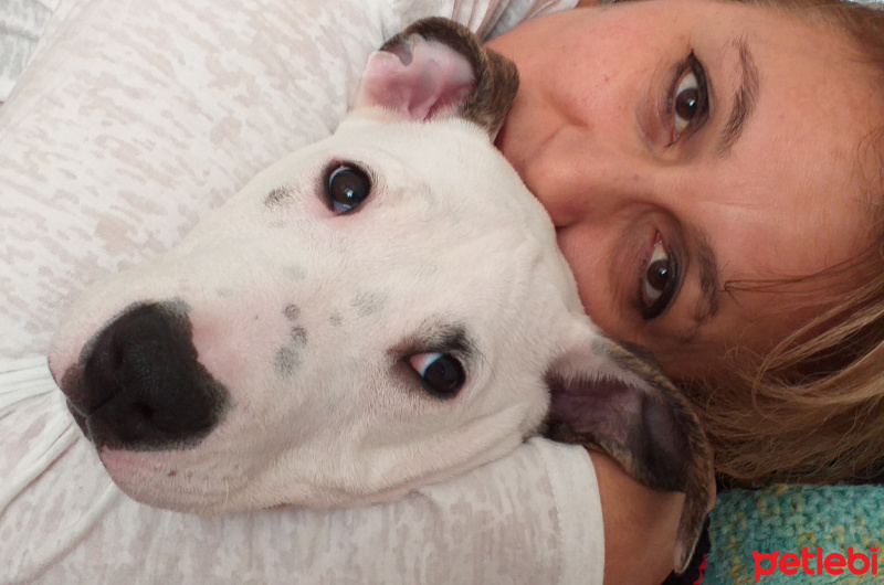 Amerikan Staffordshire Terrier, Köpek  PABLO fotoğrafı