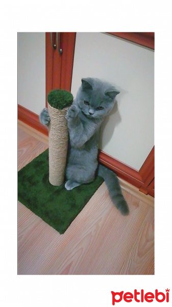 British Shorthair, Kedi  Felix fotoğrafı