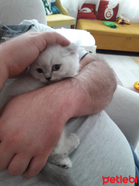 British Shorthair, Kedi  Sütlaç fotoğrafı