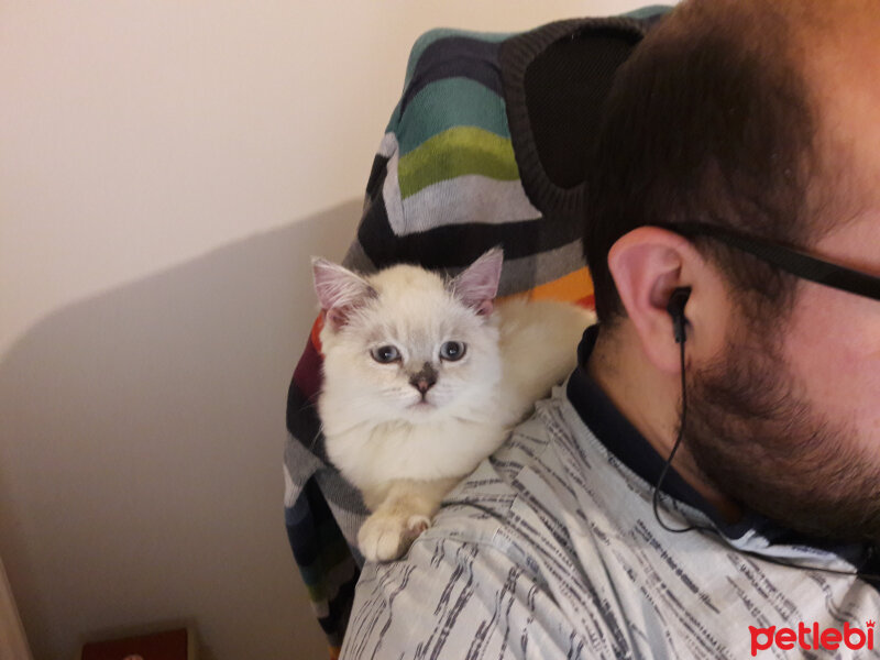 British Shorthair, Kedi  Sütlaç fotoğrafı