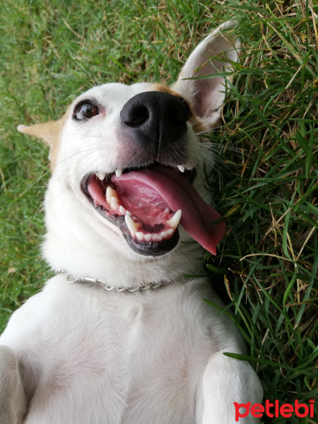 Jack Russell Terrier, Köpek  Kiki fotoğrafı